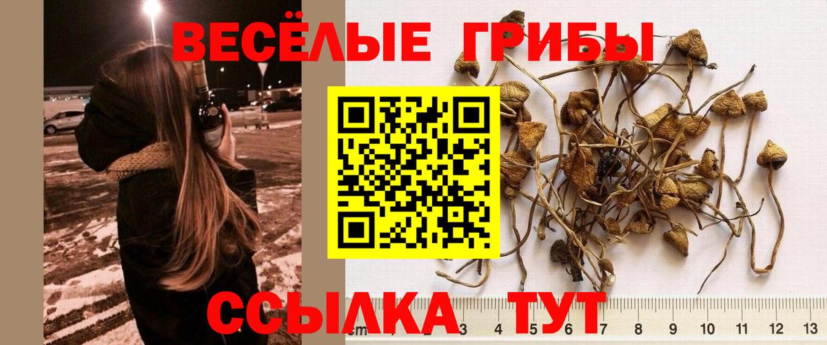 Галлюциногенные грибы Psilocybe  Галлюциногенные грибы прущие грибы  наркота  Тамбов  Вход с VPN 